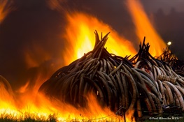 Reflections by a Conservationist Watching 100 Tonnes of Ivory Burn